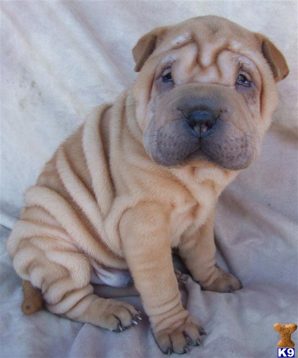 Puppies in TN